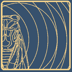 Cicada